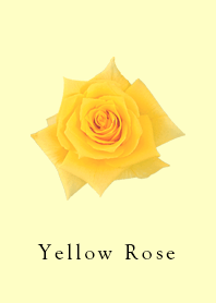 Yellow Rose Photo 2020