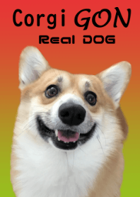 リアルDOG コーギー まろ眉コーギー☆ごん
