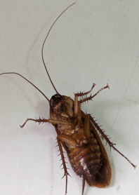 提升膽量-蟑螂 rFBXr