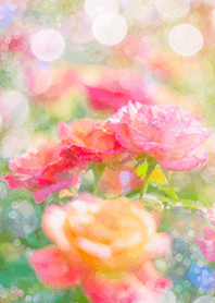 Beautiful rose flower(R1871)