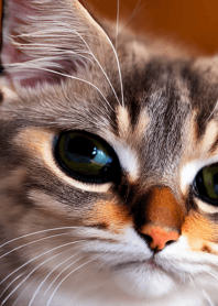 Nyanko Great Runaway#Beju1525.