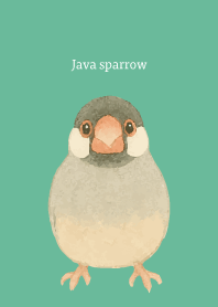 I am a Java sparrow on blue green