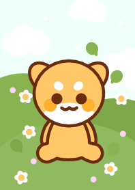 Baby shiba 24 :)
