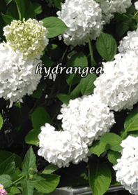 白い紫陽花 hydrangea
