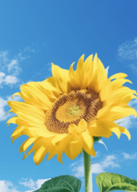 sunflowers under blue sky