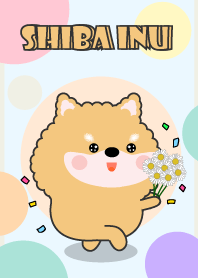 Color Cute Shiba Inu  FuFu Theme
