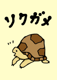 tortoise
