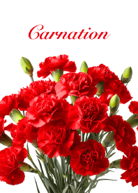 "Carnation vol.2" theme