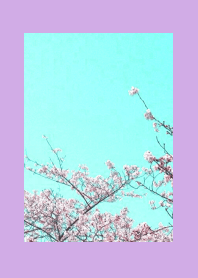 CHERRY BLOSSOMS & BLUE SKY/PURPLE