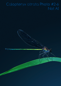 Calopteryx atrata Photo#2-6Not AI