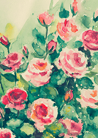 Beautiful rose flower(R4668)