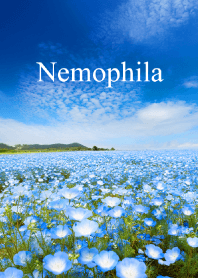 ネモフィラ vol.1