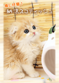 癒し仔猫♪納涼スコティッシュ