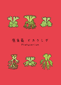 My staghorn fern(Bright red)