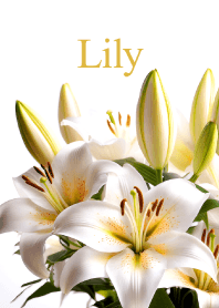 Lily vol.1