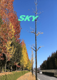 sky 11 秋の道路
