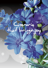 Black : Cineraria that brings joy