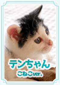Ten -chan versi kitten