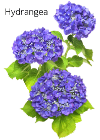 Hydrangea 2