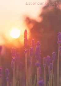 Lavender Photo #7-10 NotAI