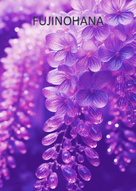 FUJINOHANA-hisatoto 4