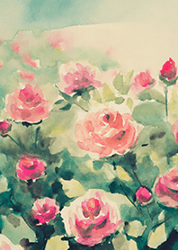 Beautiful rose flower(R4644)