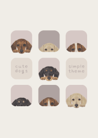 DOGS - dachshund - BROWN GRAY