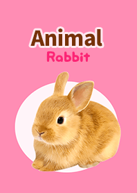 Animal -Rabbit-