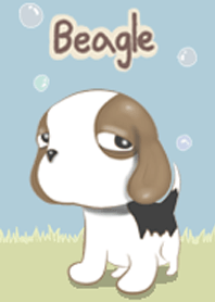 Beagle scowl