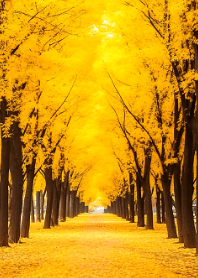 road covered with yellow leaves