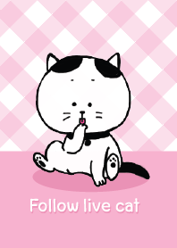 follow live cat