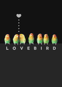 LOVEBIRD - Nyasa Lovebird - Black