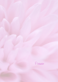 Flower Theme 25