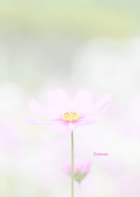 Cosmos Theme 6