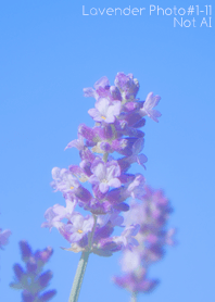 Lavender Photo #1-11 Not AI