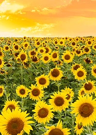 golden sky & sunflower field from Japan
