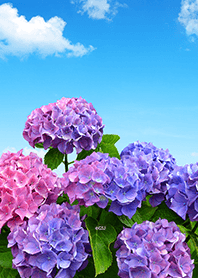 晴朗的天空和五顏六色的繡球花♪