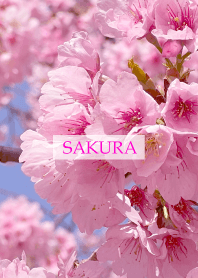 Spring is almost here -SAKURA PINK-44