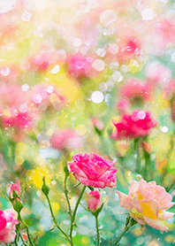 Beautiful rose flower(R5980)