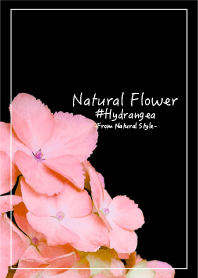 Natural Flower #Hydrangea2