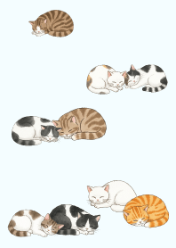 แมวหลับทั้งวัน9