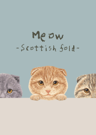 Meow - Scottish fold - BLUE GRAY