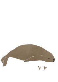 トド
