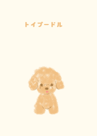 Toy Poodle Cream