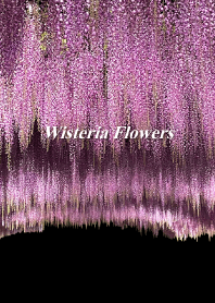 Wisteria flowers 6