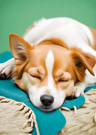 สุนัขกำลังนอนหลับ eA860E