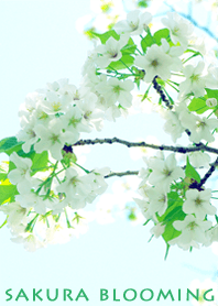 SAKURA BLOOMING