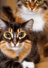 Cats Run Wild #ctwao06