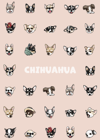 chihuahua2 - sea shell