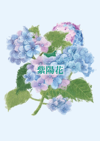 Hydrangea flower 9
